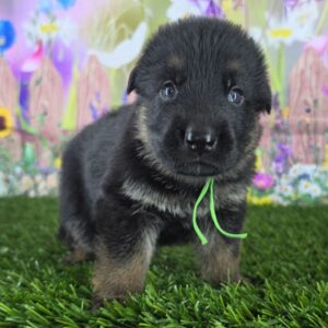 Maverick
