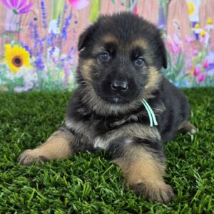 Greta